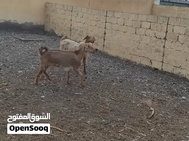 للبيع شوهات للبيع او البدل بجعد