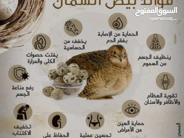 بيض سمان طازج للبيع (فري) وصف الإعلان: بيض سمان طازج وصحي للبيع من إنتاج يومي. يُعرف بيض السمان بقي