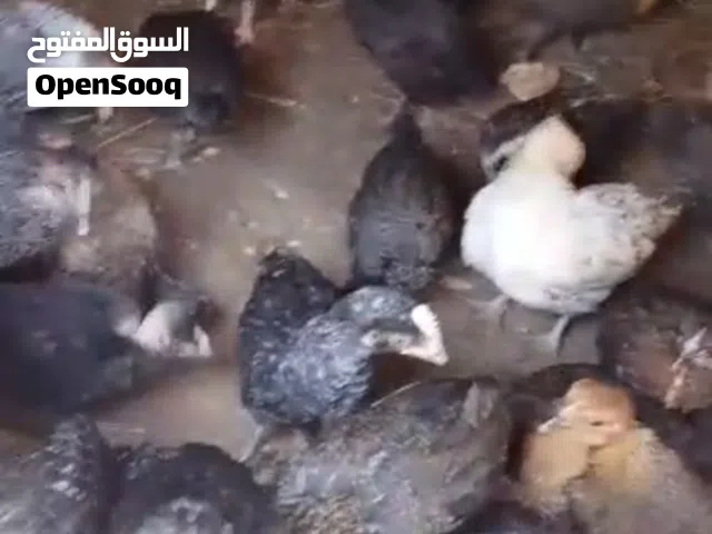 دجاج وطيور