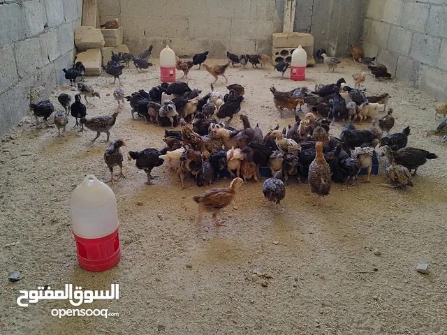 صيصان بلدي