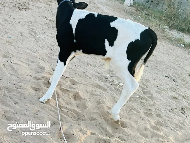 3عجول وعجلة المانيات الله يبارك البيع