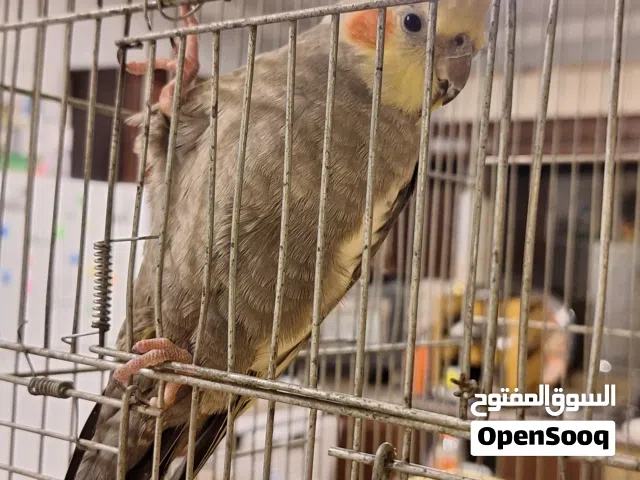 طيور كوكتيل للبيع