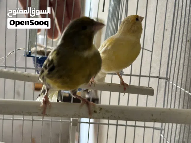 كوبيه مصوقره وعندي فروخها