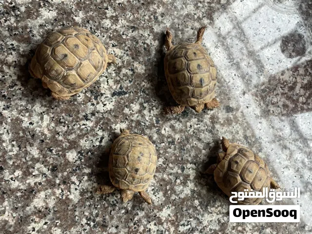 سلاحف بيبي للبيع