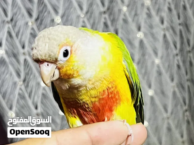 بغبغاء كنيور