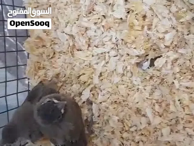 للبيع بلابل حجم جامبو
