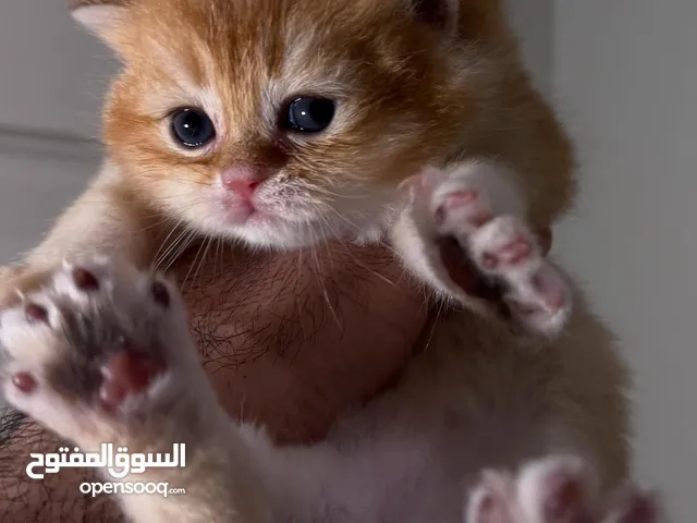 قطط سكوتش ستريت للبيع ذكور و اناث مستوى عالي جدا