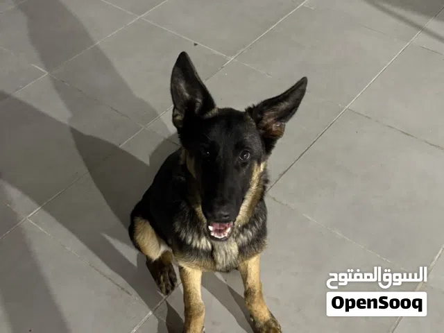 للبيع كلب جيرمن شيبرد ورك لاين