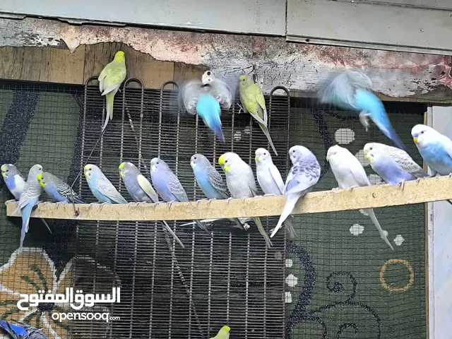 طيور حب مشكلات