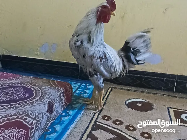 ديك للبيع.