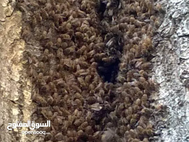 نشتري طرود النحل والخلايا الجبليه  نشتري خلايا النحل
