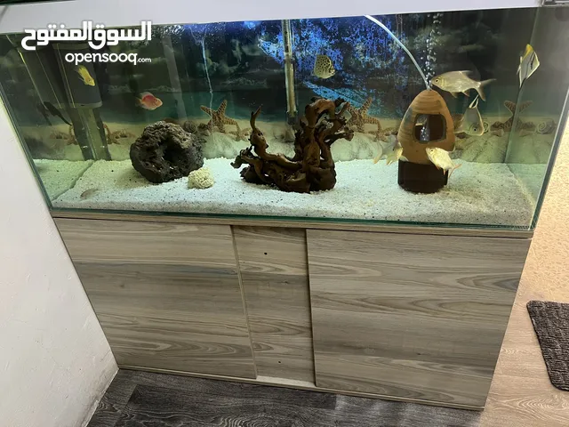 حوض سمك للبدل على ببغاء كاسكو