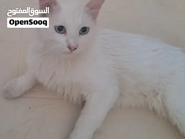 قطط شيراز للتبني الذكر  عيون زرق عمر سنه والانثى كل عين لون عمر سنتين شرط التبني مخافه الله ........