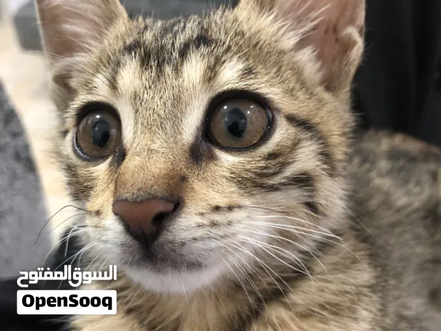 Cat free adoption