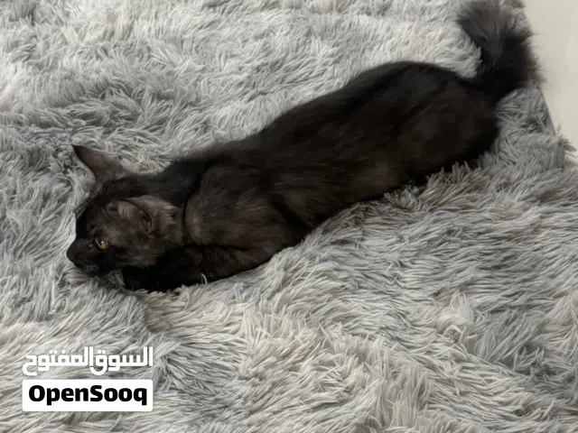 Male Kitten looking for lovely responsible family