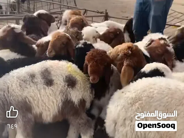 يوجد خبز ناشف للبيع