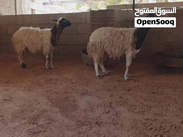 زوز فطايم تنايه..