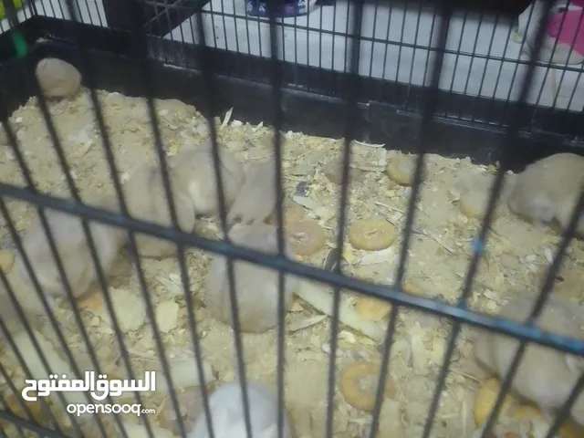 همستر عدد 14 اب وام وابناء البيع بالجملة مع القفص