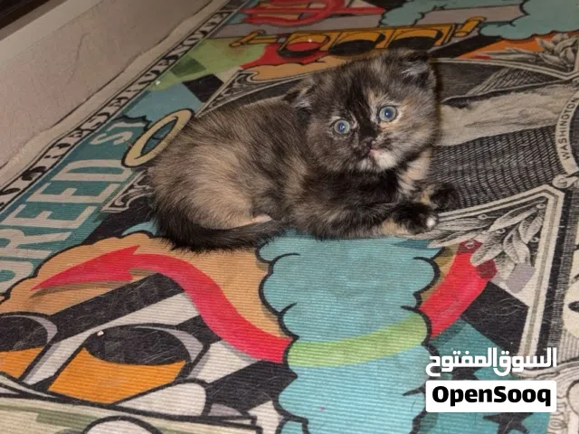 قطه سكوتش فولد