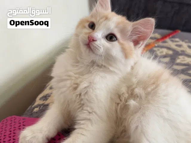 قطه للبيع بقيمه 10 الف