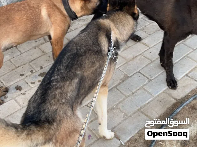 مطلوب كلب دمه حار( الوصف مهم )