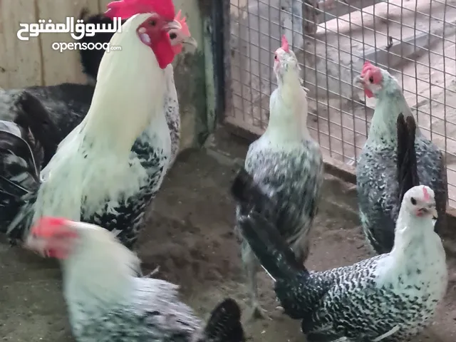 دجاج فيومي بيور منتج للبيع بسعر اقل من سعر السوق مع اعشاش البيض