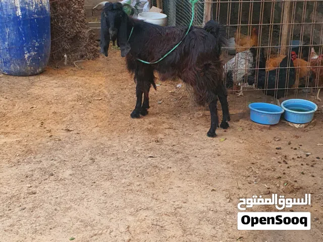 السلام عليكم جدي ماشاء الله عز ماتربط  متاح طرابلس زناته