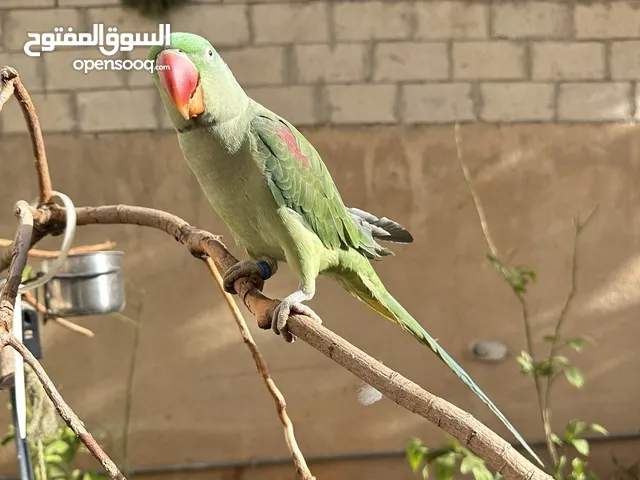 ببغاء كاسندرا للبيع