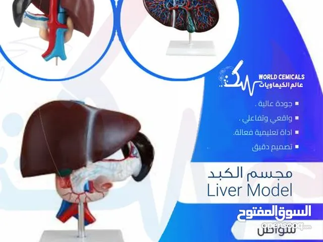 وسائل تعليمية ومجسمات مجسم الكبد Liver Model