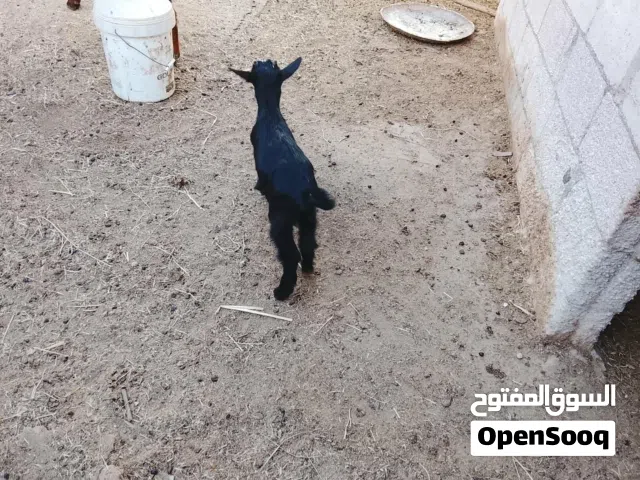 عنزتين وتيس البينو الأصلي للبيع