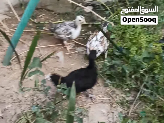 فراريج للبيع اقرأ الوصف رجاءا