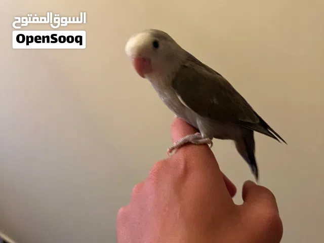 ببغاء روز نشيط ولعوب تريض فل وسعر منظم