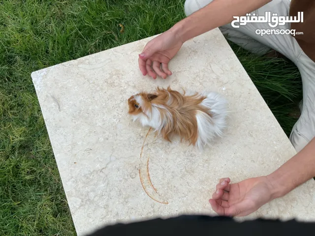 3 ذكورة قندي نوع بيروفيان للبيع