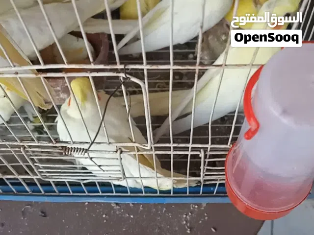 بيع عصافير لاتيني و عصافير روز الحته ب 350