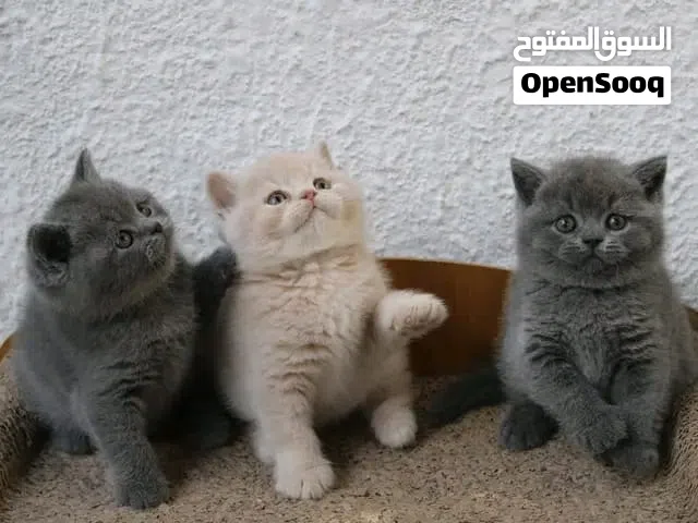 British shorthair kittens Pure breed.