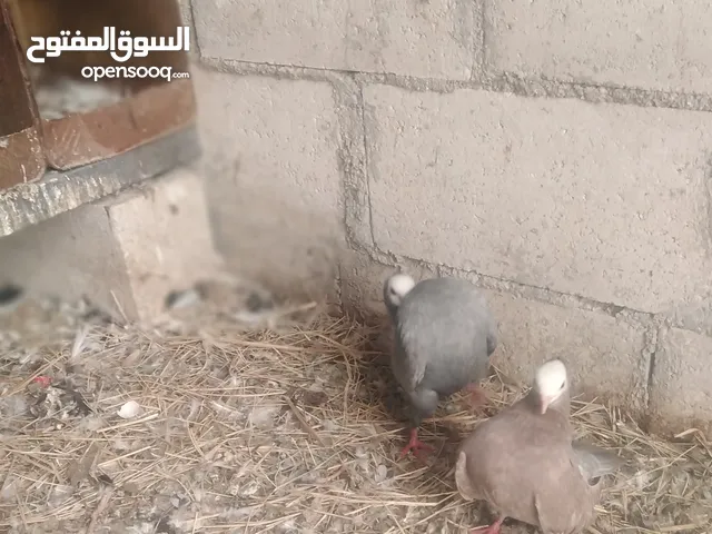 نخب جوزين مكابي وغولدن