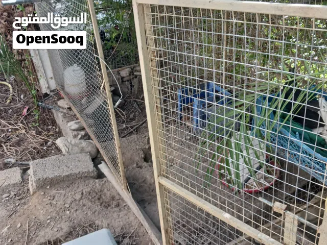 قفص طيور كبير