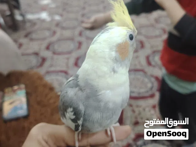 طيور كوكتيل