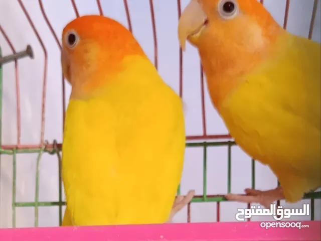 متاخ للبيع او للبدل بذكور اناث عصافير بركاديلو روز لاتينى اورنچ اوبلاين كبار شغالين مستوى ودم عالى