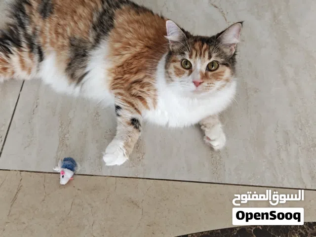 3 قطط للتبني