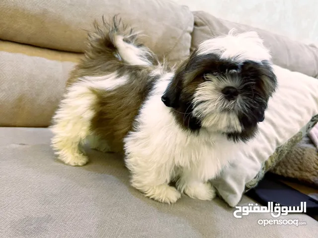 shih tzu female puppies