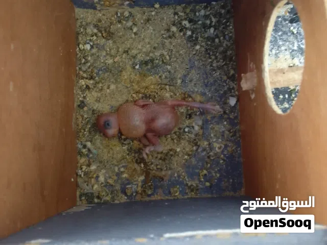 كوبية بقلينو تحتهة فرخ