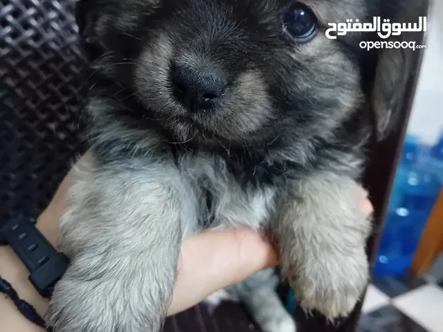 كلب ذكر فرنسي الأصل للبيع 2025 فرنسي الام و الاب