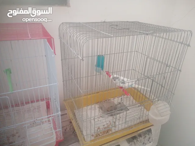جوز حب شغال للبيع