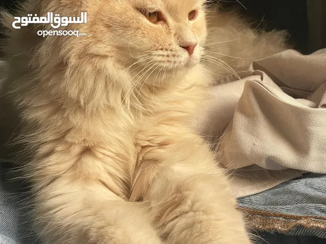 Persian cat
