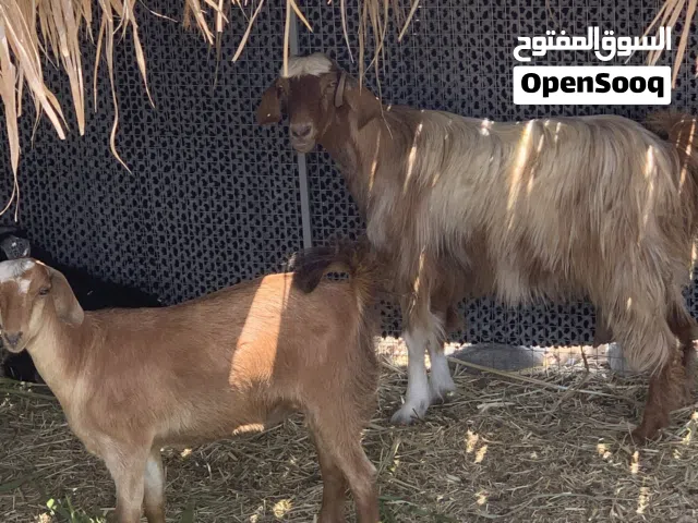للبيع شاه وسخلة م شاء الله سمنه فول  تابع الوصف تحت مهم