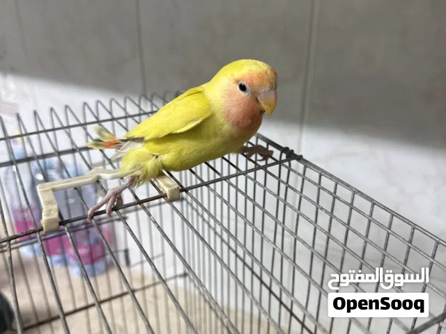 مخالف(طير ليسة بالغ) طير روز اللون لاتينو منتحت ازرق غامق الطير معاه عيب خلقي يسمة الكساح