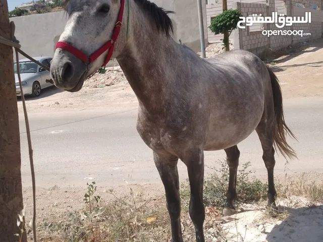 حصان للبيع ما شاء الله عليه