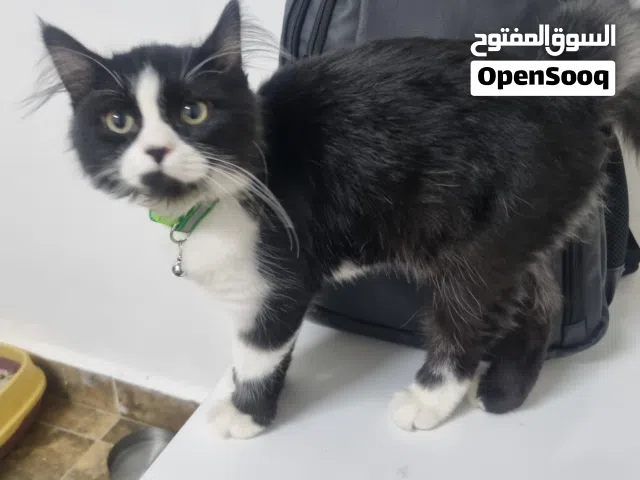 قطة للتبني