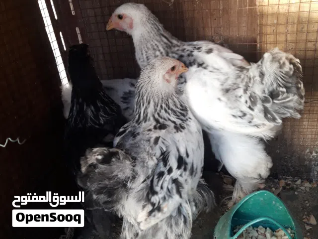 صيصان براهما عمر شهرين في القويسمة